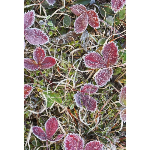 Canada, Quebec Frost-covered strawberry leaves